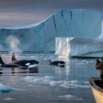 Greenland declares an emergency after repeated orca sightings near unstable ice shelves