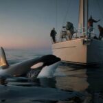 Marine authorities issue warnings as orca groups increasingly, according to reports, show aggressive behaviour toward passing vessels