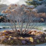 This simple winter habit promises hydrangeas smothered in blooms by spring
