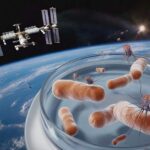 Viruses that evolved on the space station and were sent back to Earth were more effective at killing bacteria