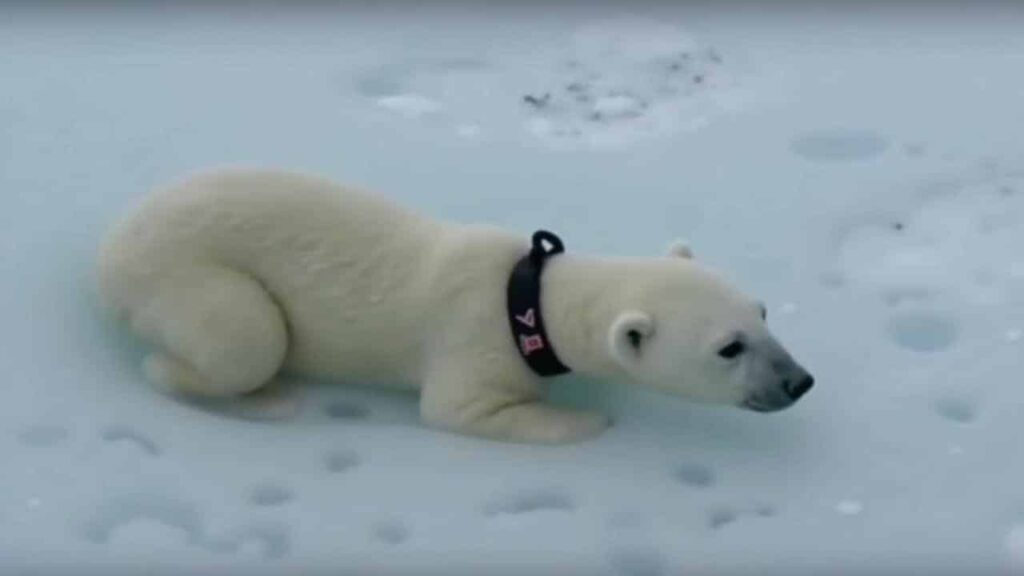 Wildlife experts stunned after GPS collar shows a young polar bear swimming extraordinary distance across open sea