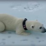Wildlife experts stunned after GPS collar shows a young polar bear swimming extraordinary distance across open sea