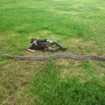 Longest Snake Ever Measured Reaches Over 23.5 Feet, Scientists Reveal Astonishing Size Record That Stuns Wildlife Researchers Worldwide