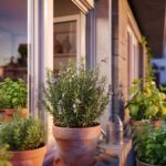 The plant that perfumes the home and repels mosquitoes : here’s why everyone wants it in spring