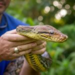 African python discovery shocks scientists after massive snake documented during remote field expedition by wildlife researchers