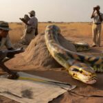 Scientists confirm exceptionally large African python during official expedition surprising global research community