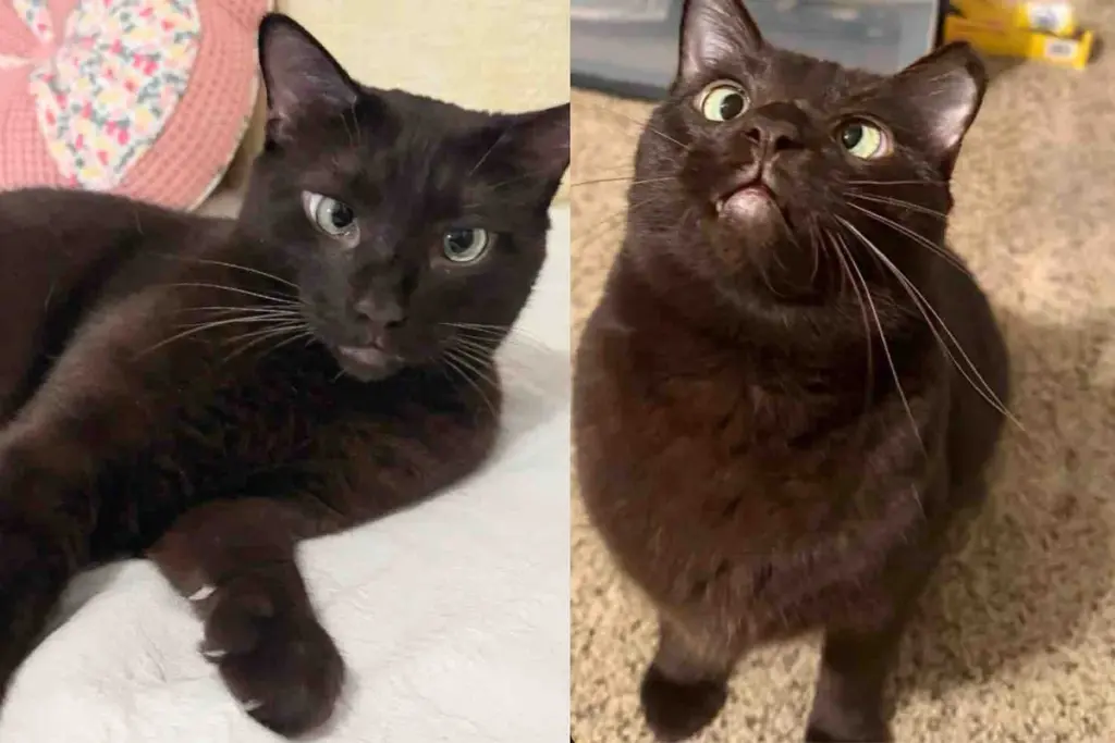 Cat Waited Longer Than Anyone Else