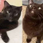 Cat Waited Longer Than Anyone Else, Finally His Dream Came True, and He Couldn't Be Happier